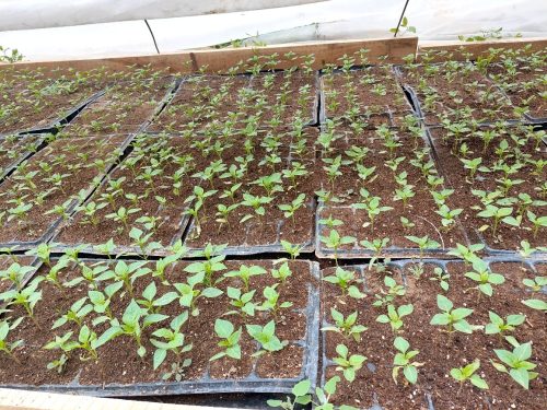 photo 5404880884055348043 y