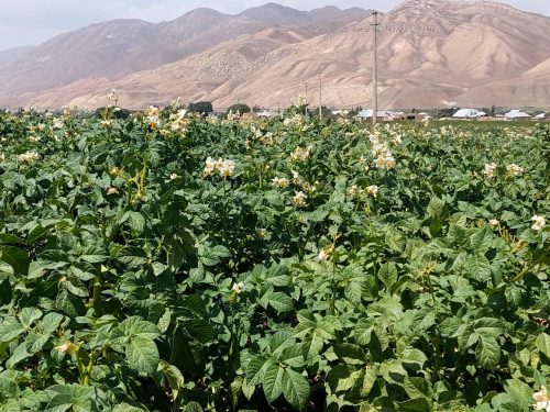 seed-potatoes-filed-day 11