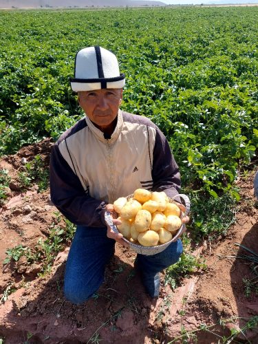 seed-potatoes-filed-day 3